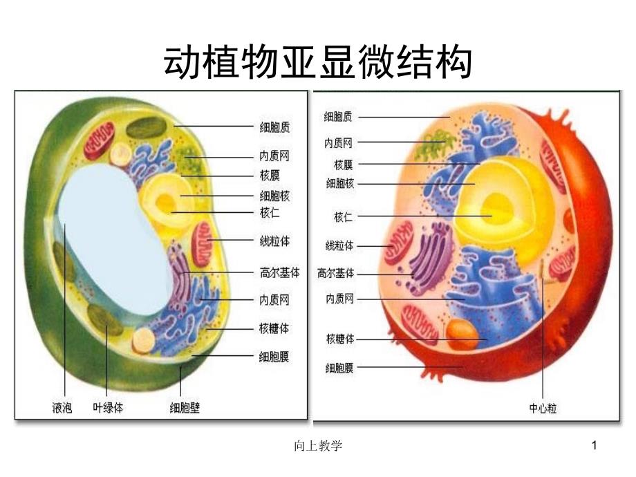 细胞质【竹菊书苑】_第1页