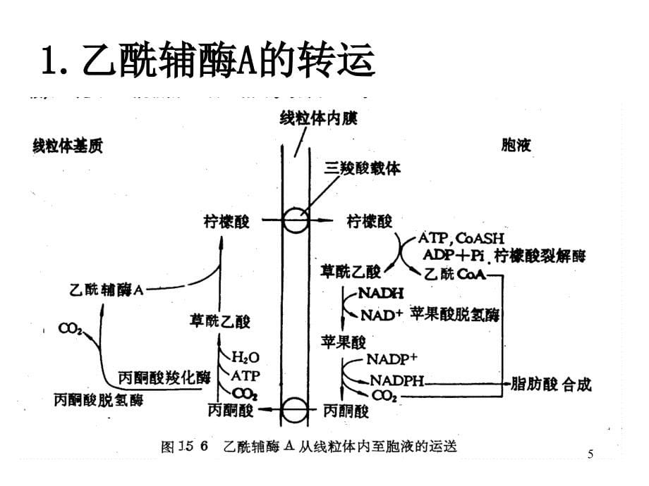 脂肪酸的生物合成PPT精选文档_第5页