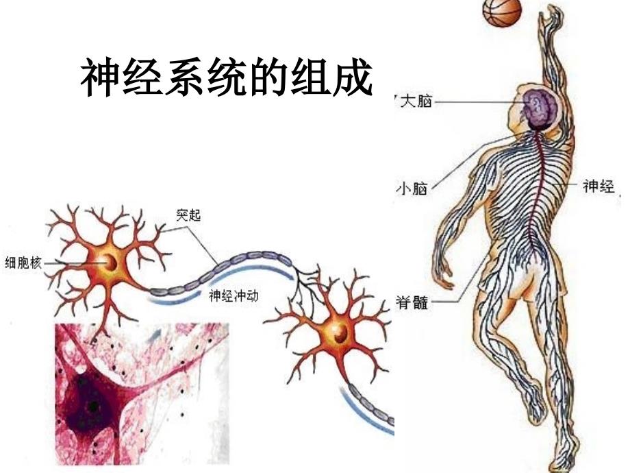 神经系统疾病概述PPT课件_第1页