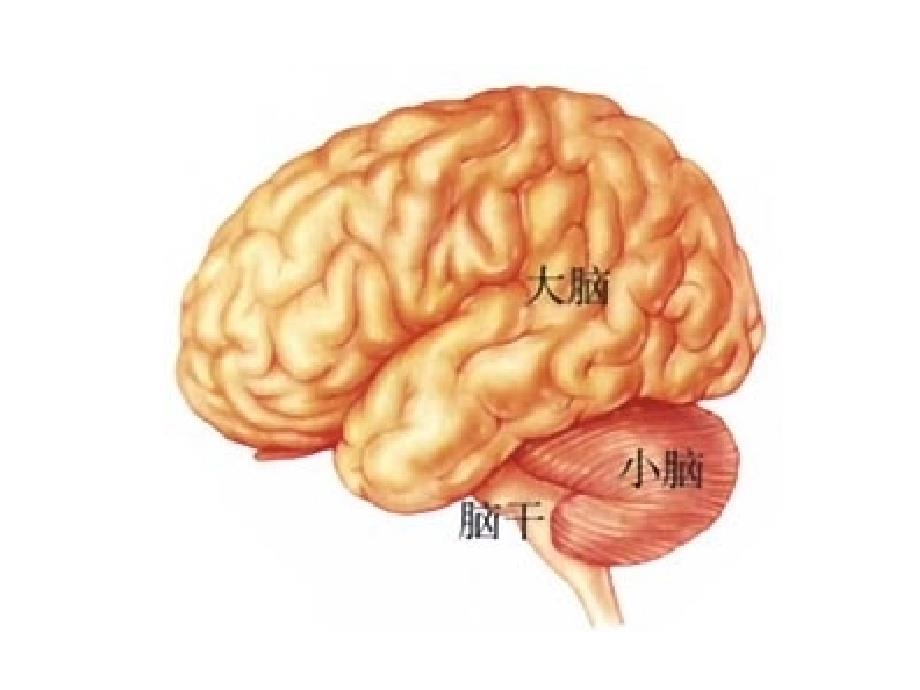 神经系统疾病概述PPT课件_第4页