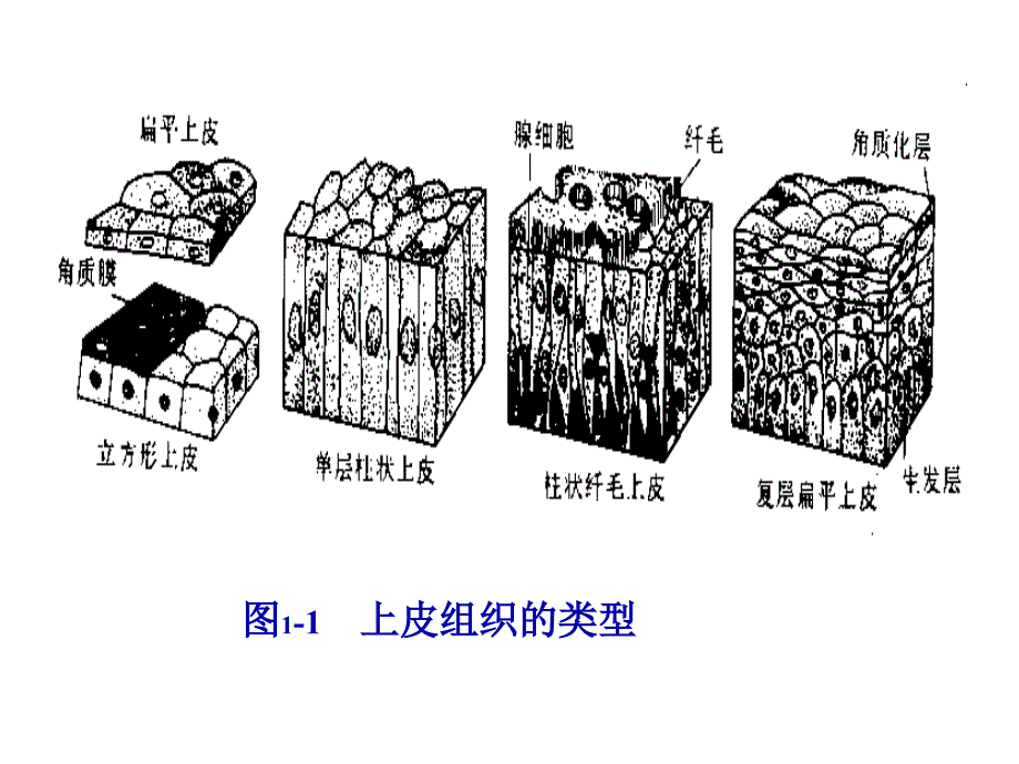 4.1动物的组织结构汇总_第4页