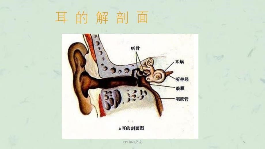 急性中耳炎ppt课件_第5页