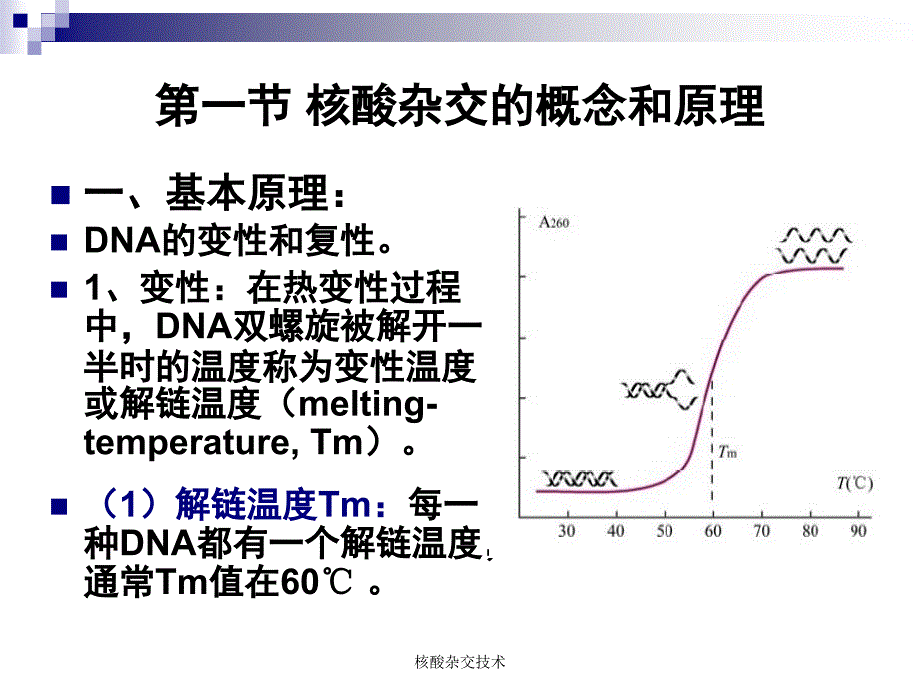 核酸杂交技术课件_第2页