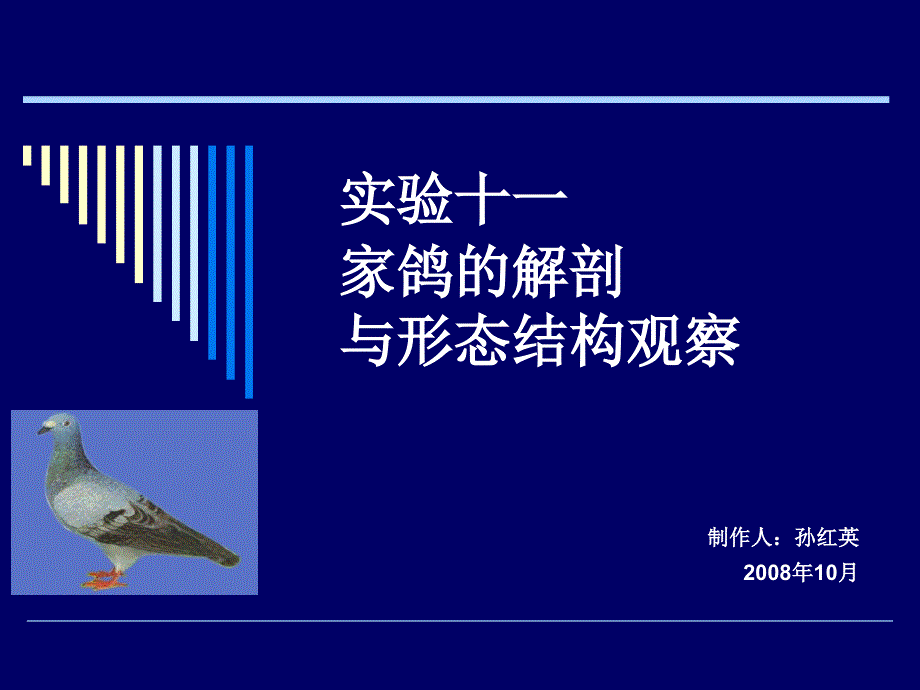 动物学实验家鸽解剖_第1页