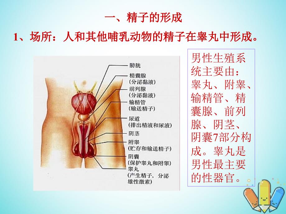 云南孰山彝族自治县高中生物第二章基因和染色体的关系2.1减数分裂课件1新人教版必修2_第2页