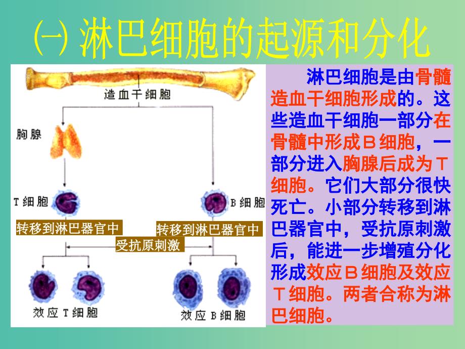 高中生物《2.4 免疫调节》 课件 新人教版必修3.ppt_第4页