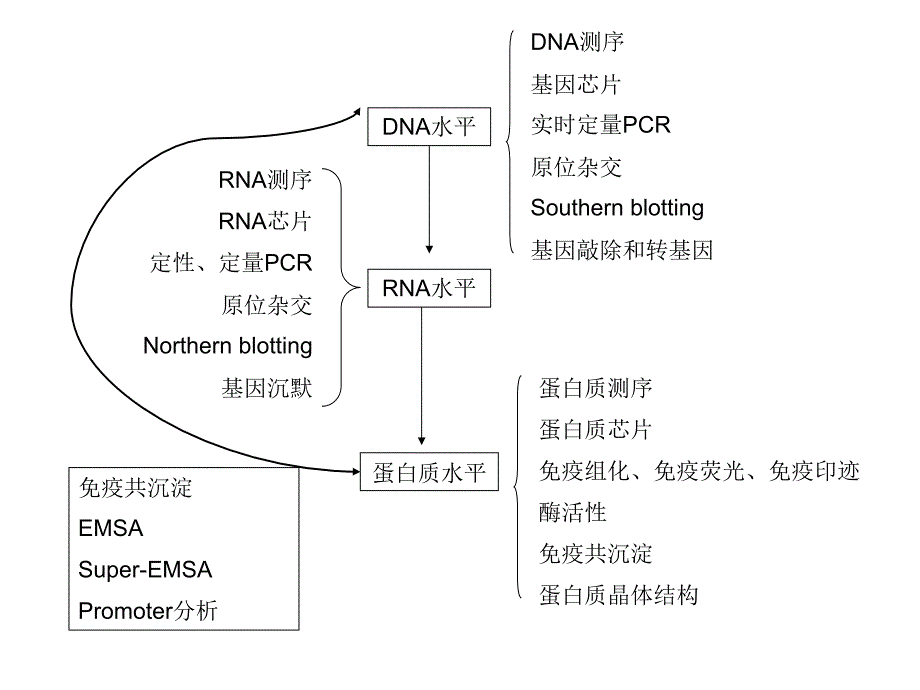 基因功能研究_第2页