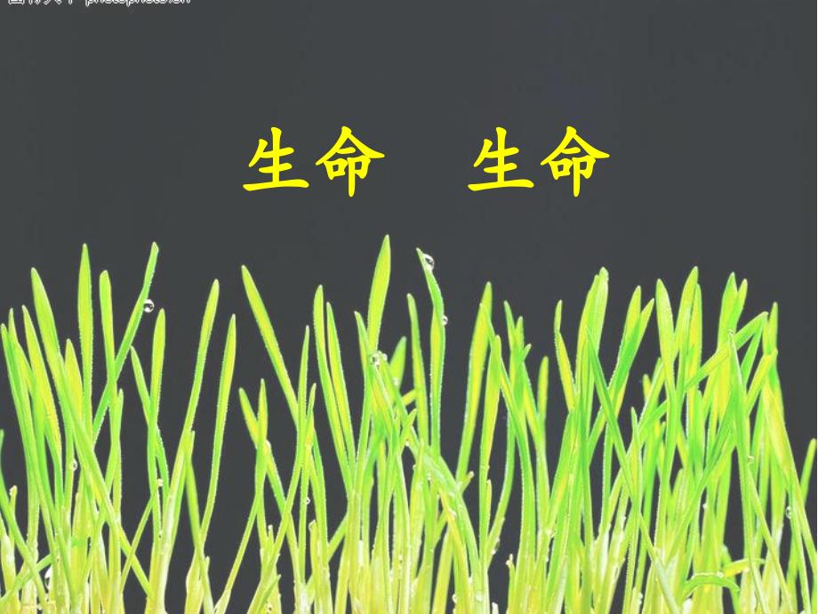 小学语文四年级下册19生命生命课件_第1页