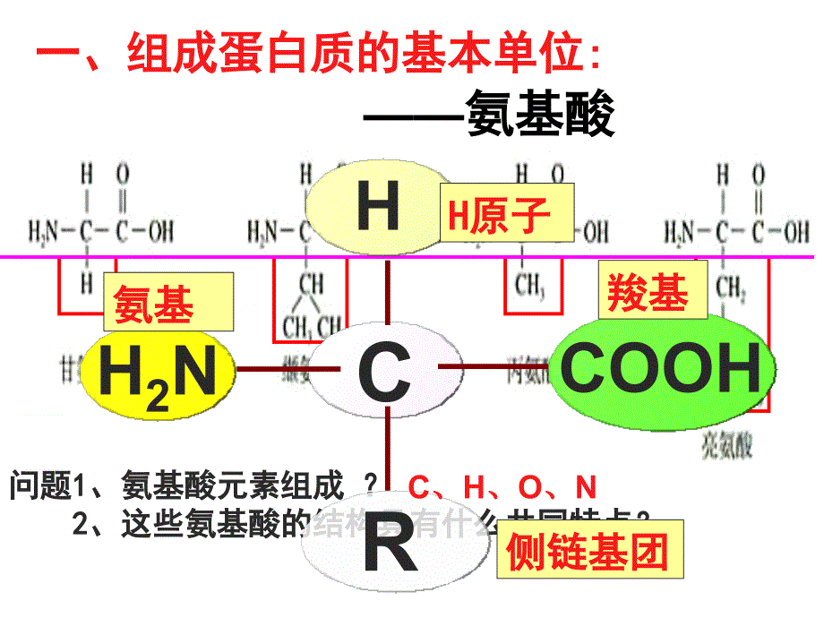 2.2生命活动的主要承担者—蛋白质课件陈秀锋_第3页