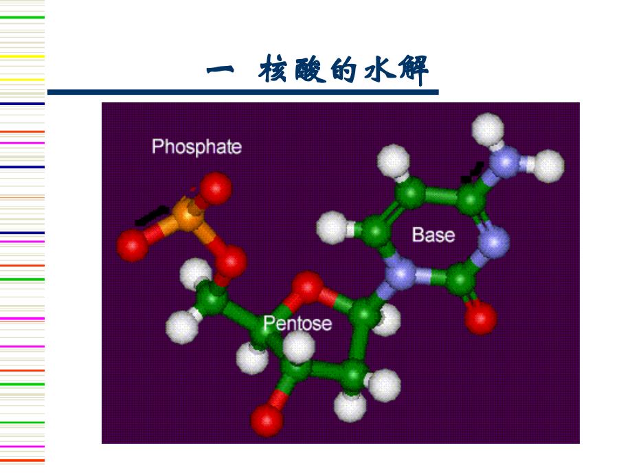 第13-14章核酸的性质及研究方法_第3页