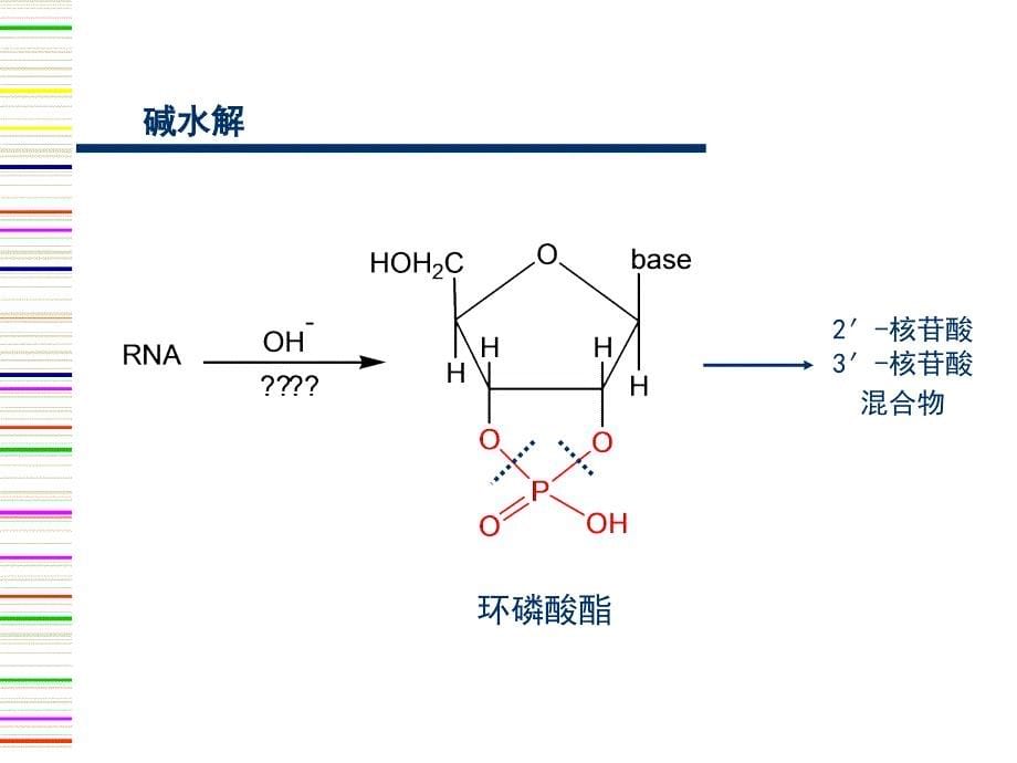 第13-14章核酸的性质及研究方法_第5页