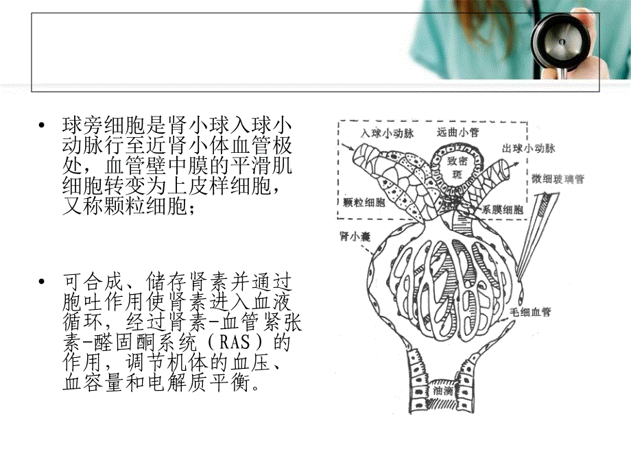 肾素瘤PPT课件_第3页