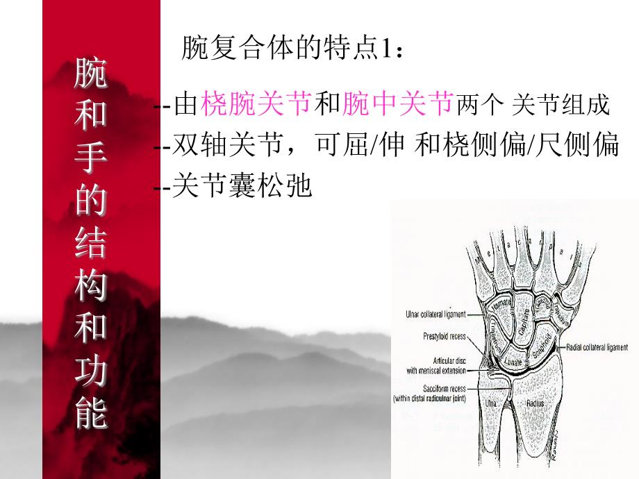 运动治疗学手腕和手部修改版_第2页