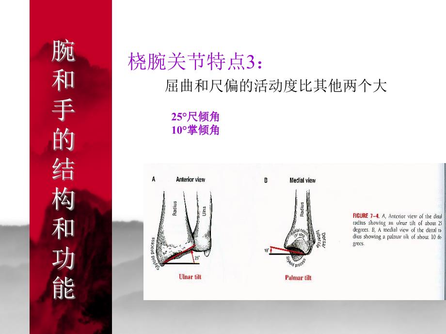 运动治疗学手腕和手部修改版_第4页