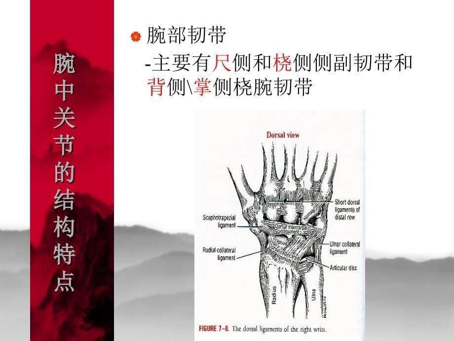 运动治疗学手腕和手部修改版_第5页