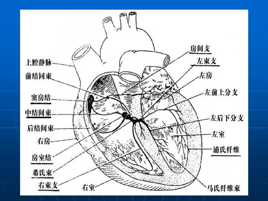 心电图基本知识_第4页