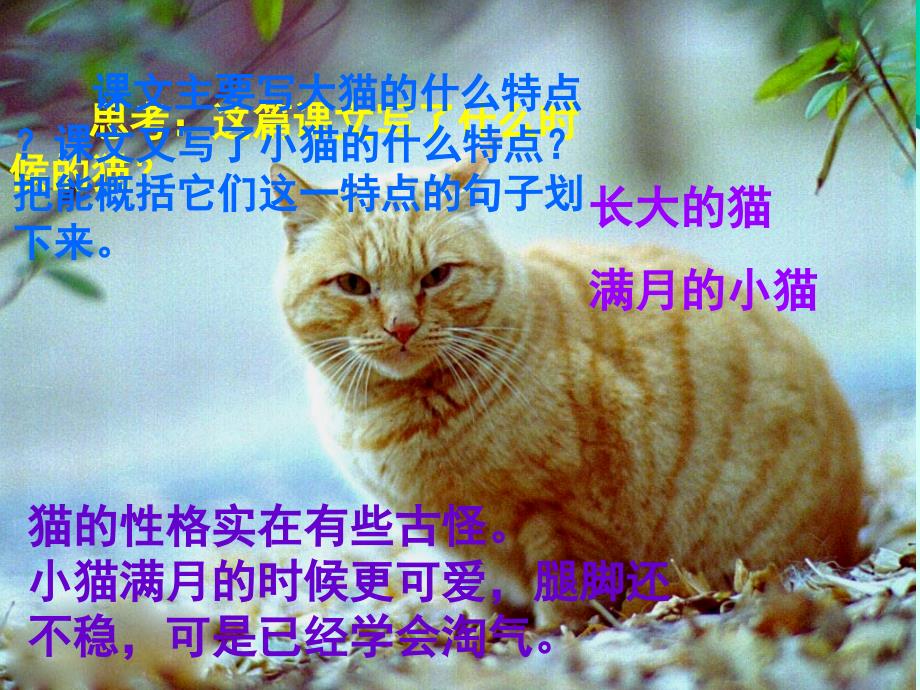 你养过猫吗你仔细观察过猫吗猫给你什么印象_第4页