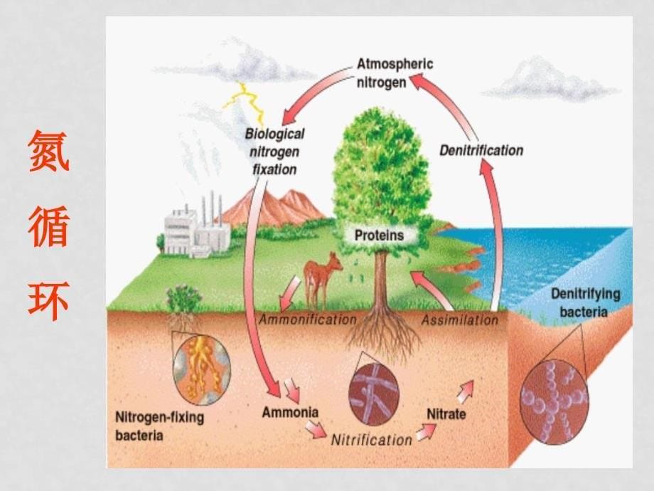 高中生物生态系统的物质循环1课件人教版必修2_第5页