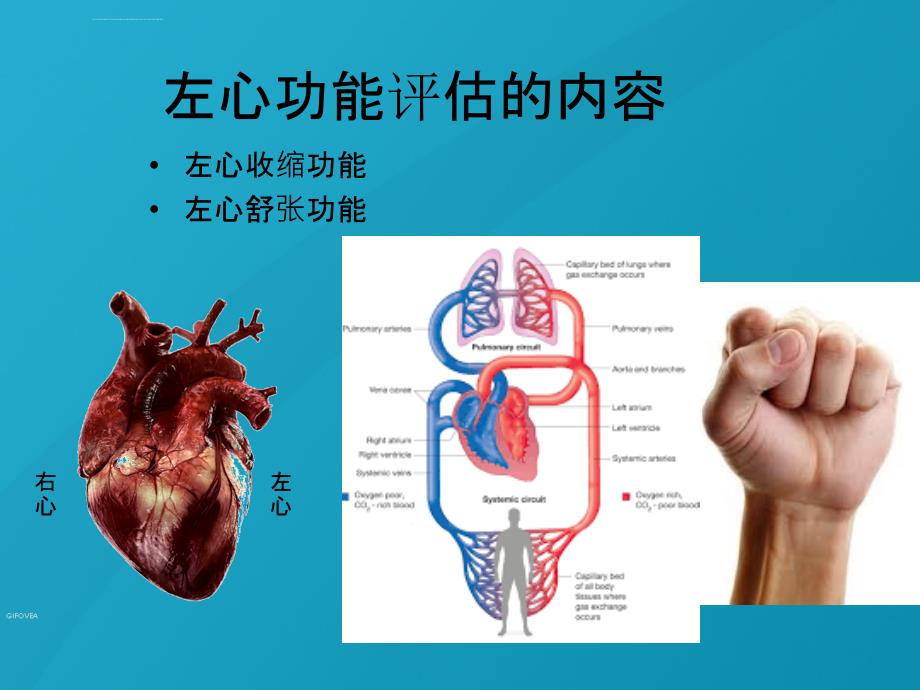 经胸超声心动图标准切面与心功能测量ppt课件_第2页