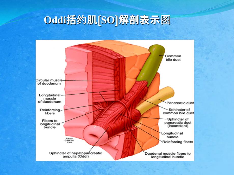 Oddi括约肌运动功能障碍ppt课件_第3页