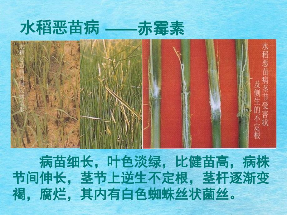 高中生物必修三33其他植物激素ppt课件_第4页