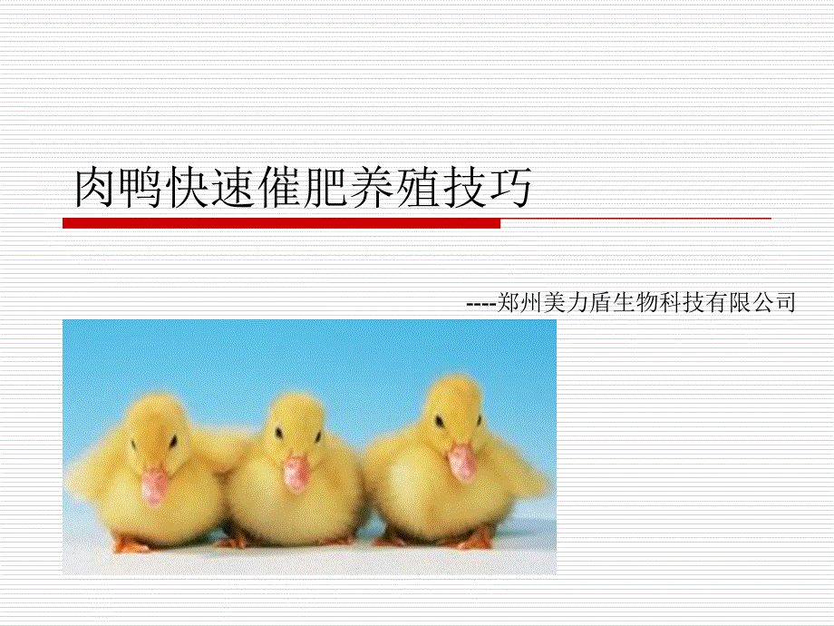 肉鸭快速催肥养殖技巧.ppt_第1页