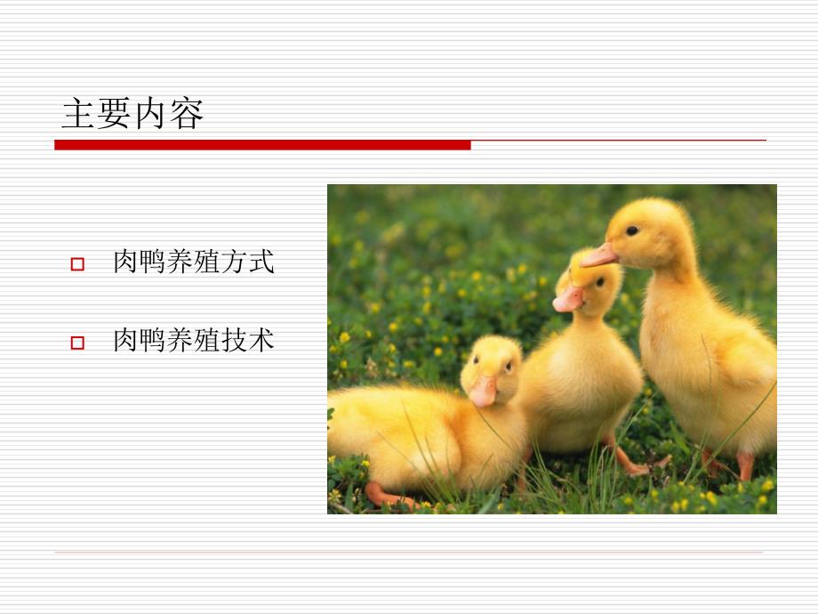 肉鸭快速催肥养殖技巧.ppt_第2页