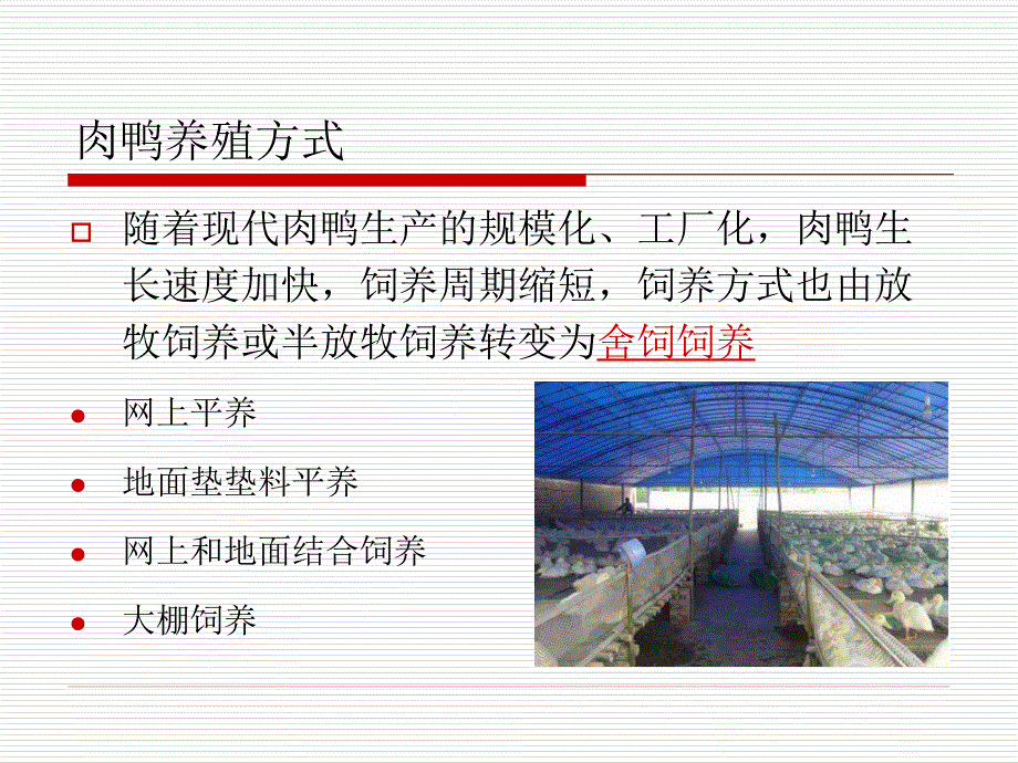 肉鸭快速催肥养殖技巧.ppt_第4页