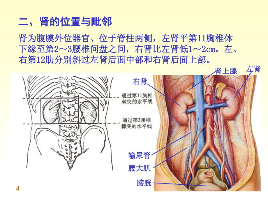 泌尿系统完整结构_第4页