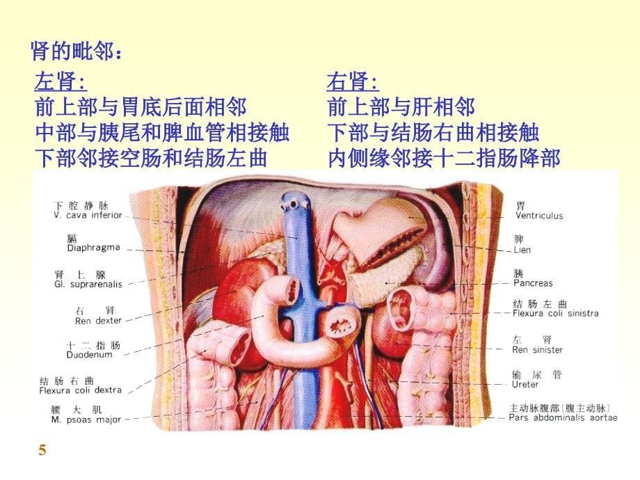 泌尿系统完整结构_第5页