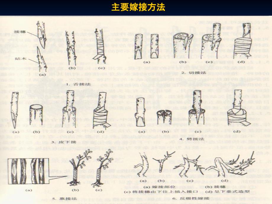 第8次课基本盆景类型的制作技法ppt课件_第3页