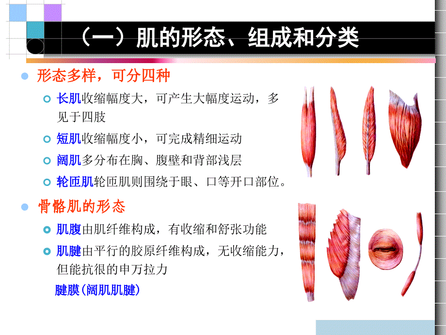 第三章 运动系统肌学_第3页