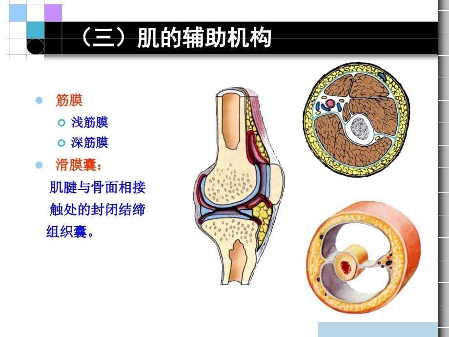 第三章 运动系统肌学_第5页