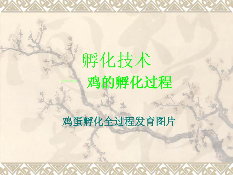 孵化技术鸡孵化过程_第1页