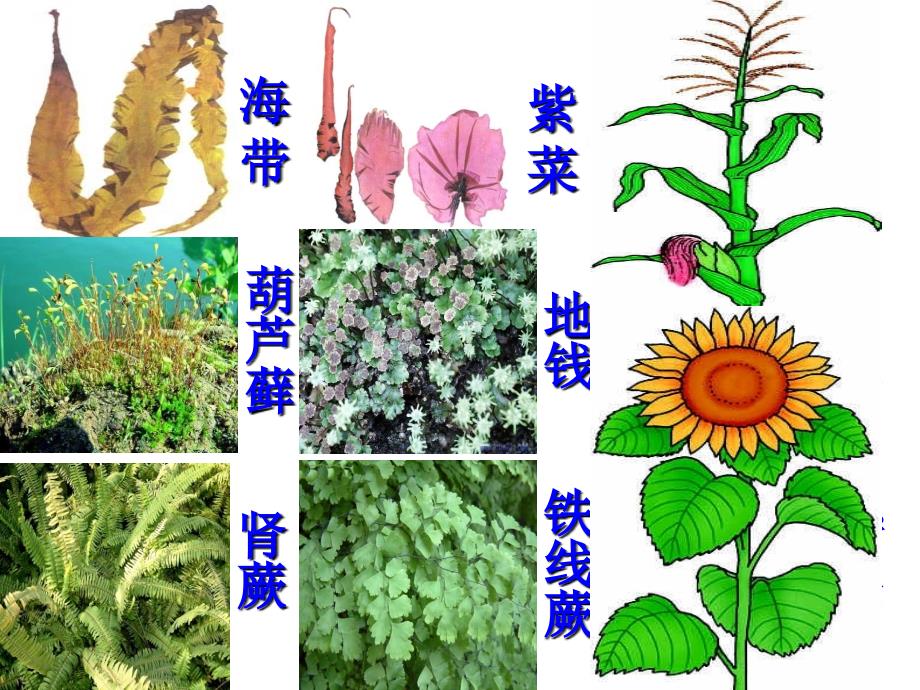 2014年新人教版七年级生物上册-第三单元-第一章-第一节-藻类、苔藓和蕨类植物-课件_第2页