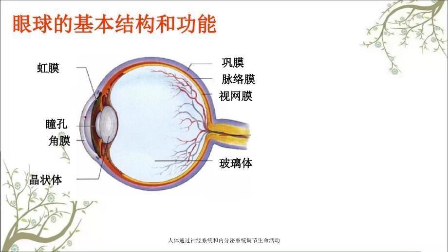 人体通过神经系统和内分泌系统调节生命活动_第5页