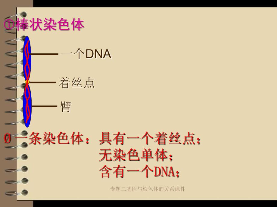 专题二基因与染色体的关系课件_第3页