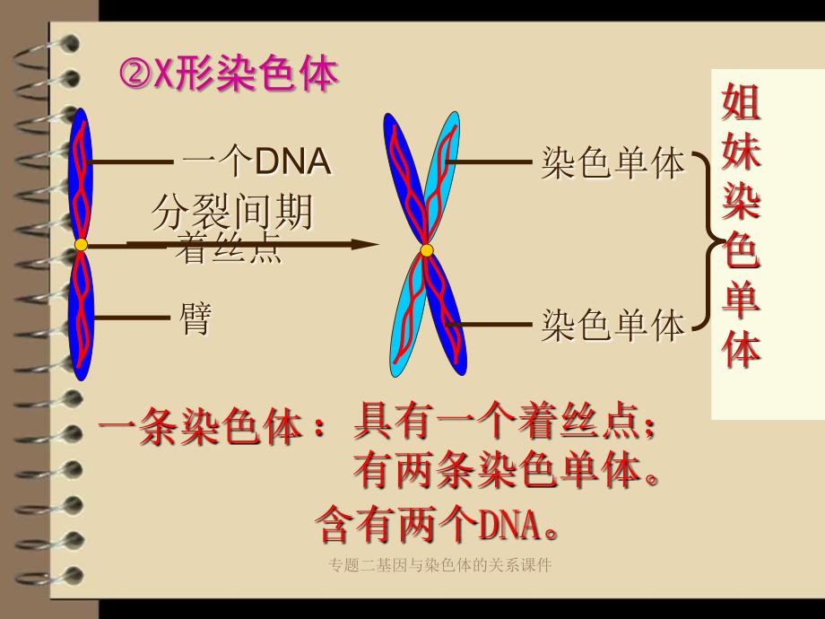 专题二基因与染色体的关系课件_第4页