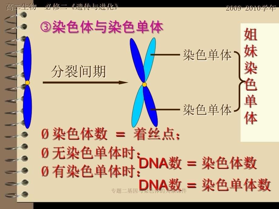 专题二基因与染色体的关系课件_第5页