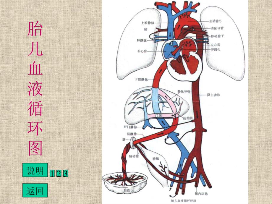 《胎儿循环图解》PPT课件_第2页