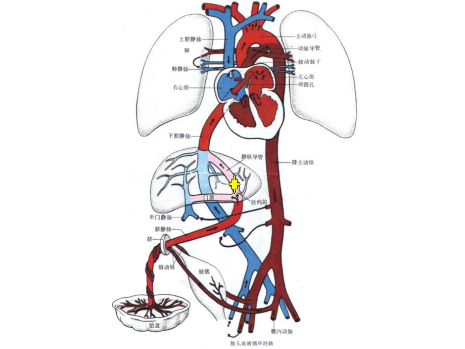 《胎儿循环图解》PPT课件_第4页