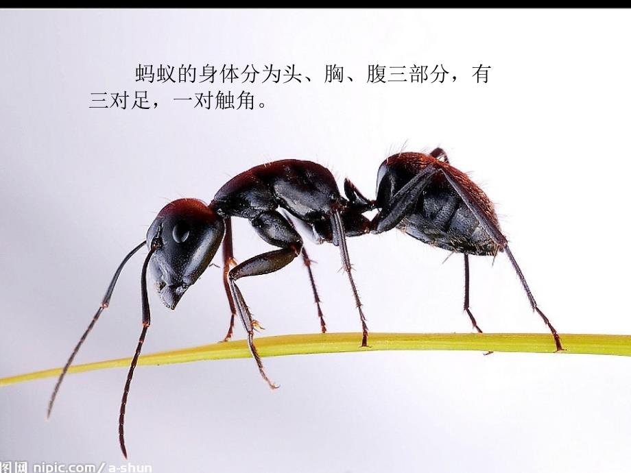 教科版科学三上蚂蚁PPT件9_第4页