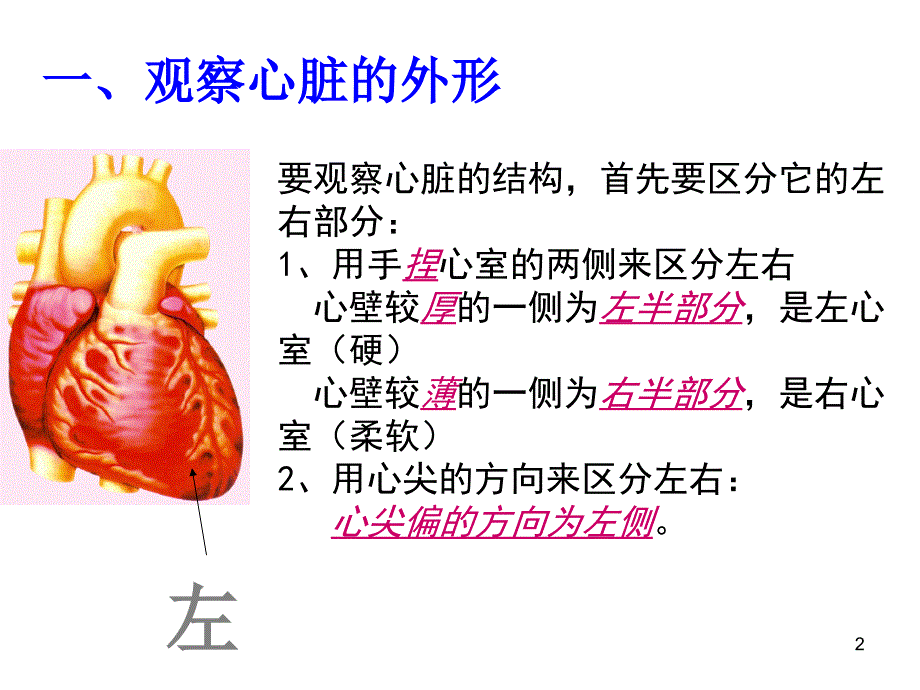 科学解剖猪心脏PPT精选文档_第2页