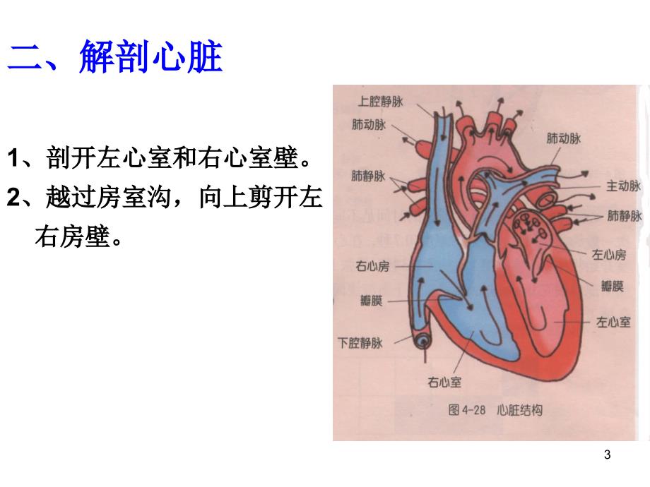 科学解剖猪心脏PPT精选文档_第3页