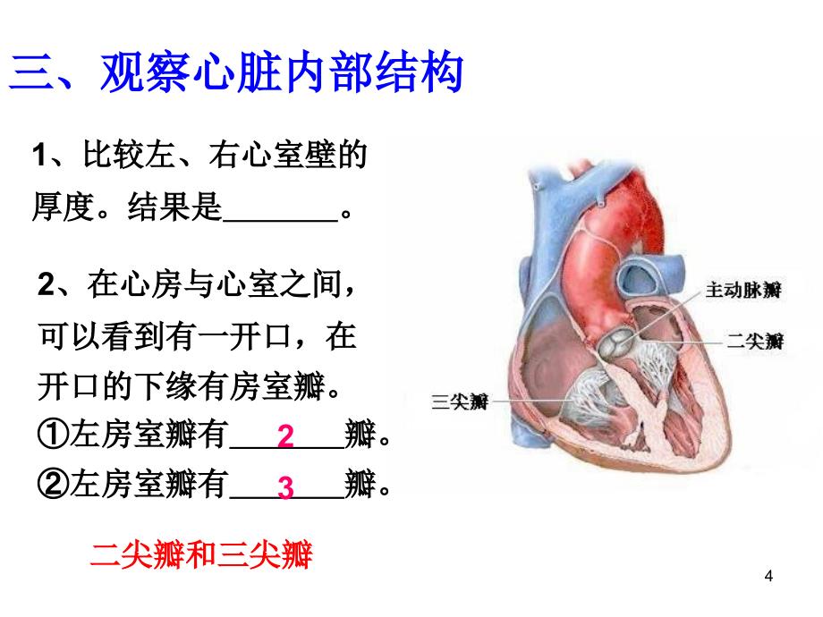 科学解剖猪心脏PPT精选文档_第4页