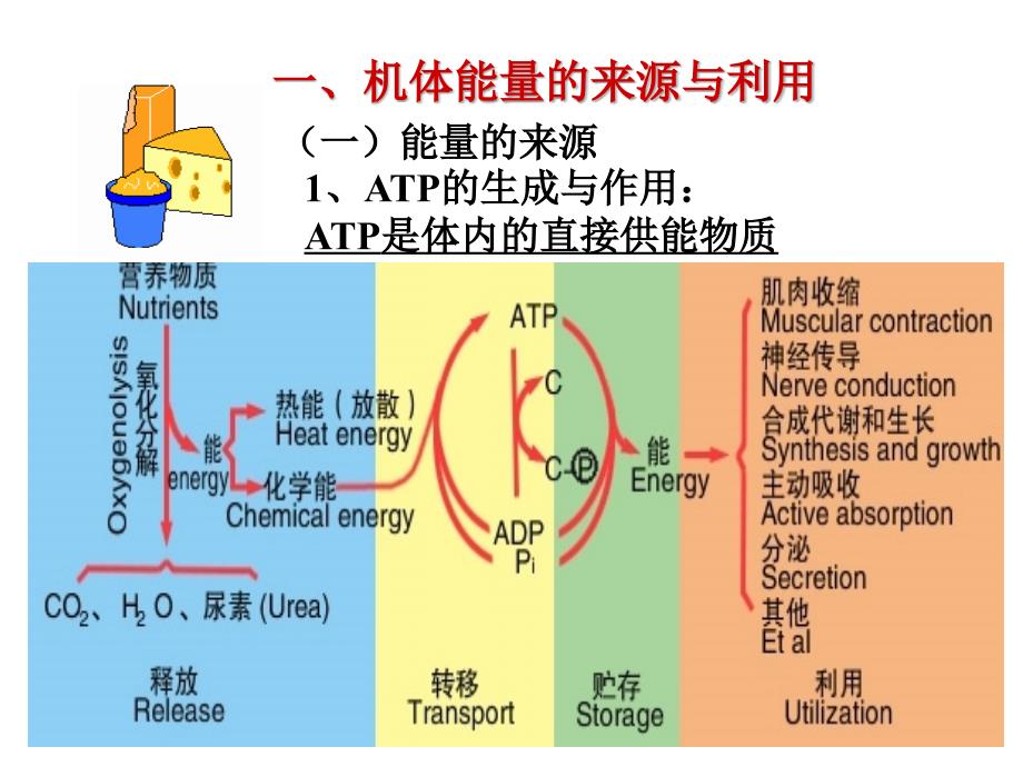 生理学能量代谢_第3页