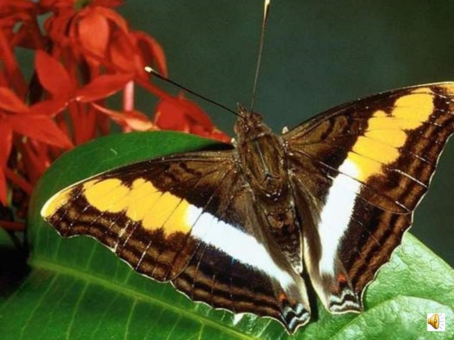 台湾的蝴蝶谷_第1页