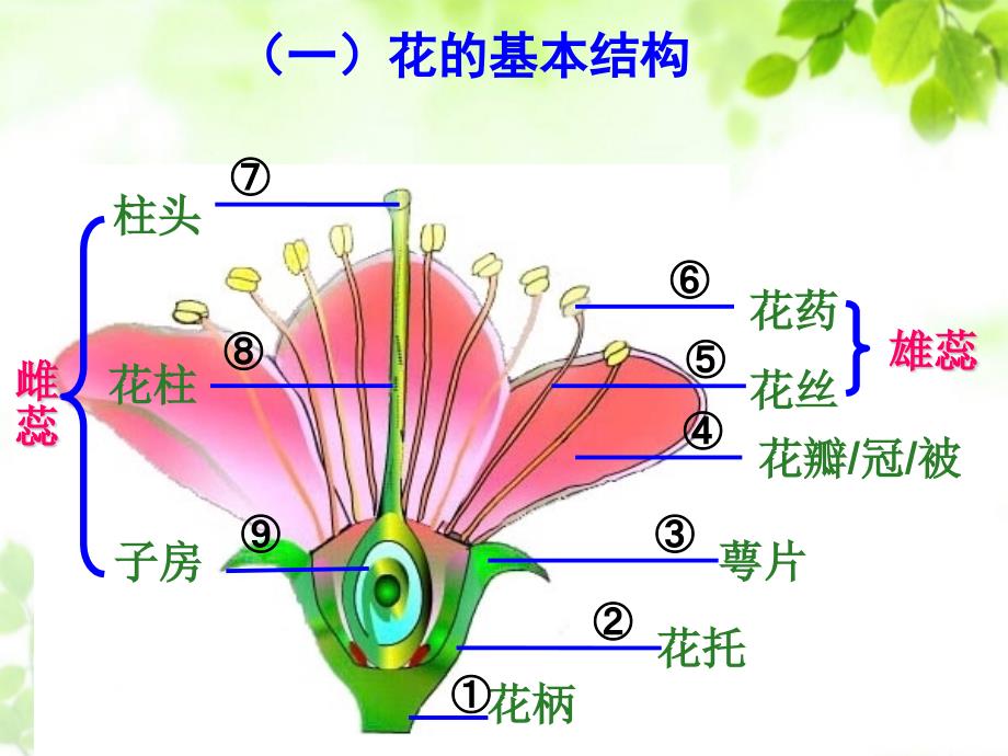 人教版初一七年级生物-开花和结果-(6)-名师教学PPT课件_第3页