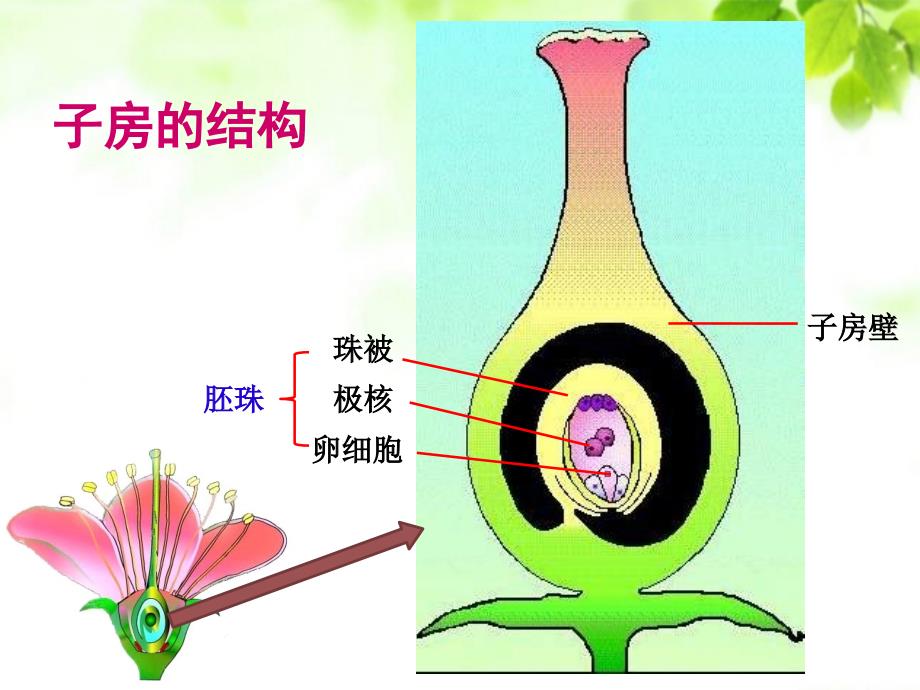 人教版初一七年级生物-开花和结果-(6)-名师教学PPT课件_第4页