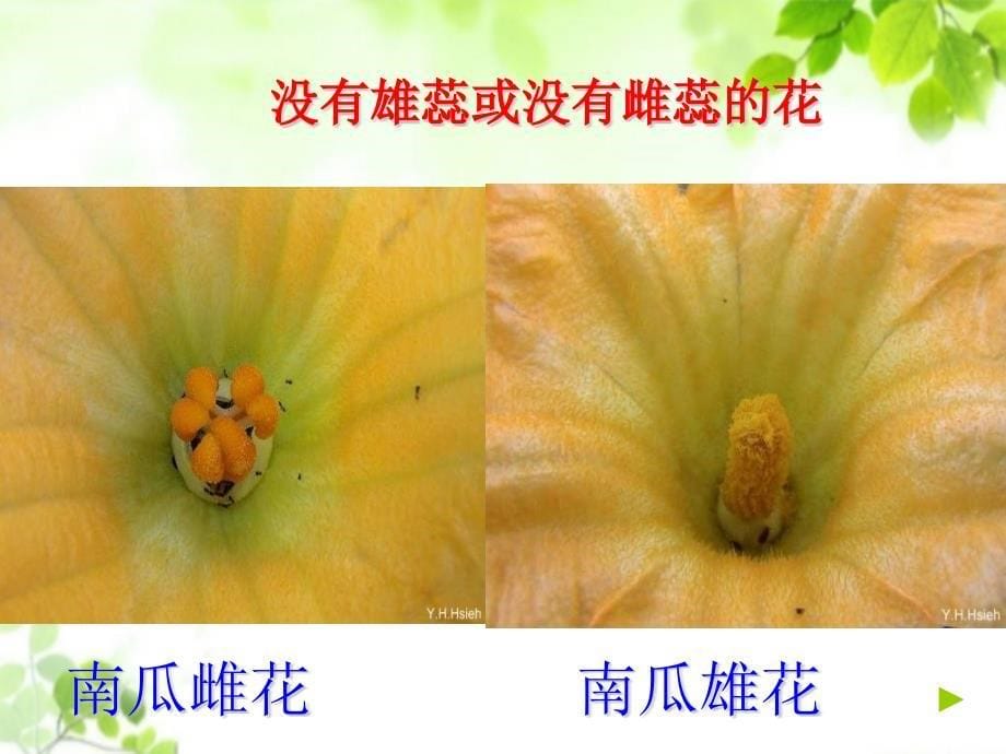 人教版初一七年级生物-开花和结果-(6)-名师教学PPT课件_第5页